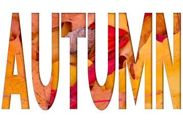 Poster - Autumn leaves, objects with Autumn text. Natural patterns, color design.