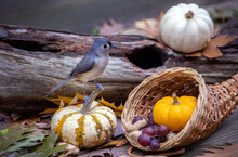 Titmouse Bird With Cornucopia Of Food Looks Over All The Goodies