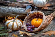 Titmouse Discovers A Basket Of Treats In This Thanksgiving Still Life