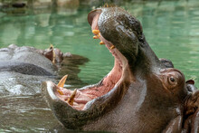 Open Mouth Hippo Close Up