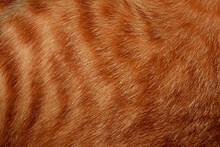 Orange Cat Hair, Full Frame Orange Fur, For The Background.