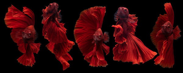 Wall Mural - Beautiful movement of Five red betta fish, Siamese fighting fish, Betta splendens on black background. Studio shot.