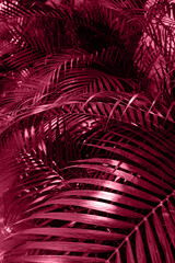 abstract magenta color palm leaf texture, nature background, tropical leaves.
