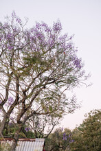 Jacaranda Tree Flowers Over Rustic Tin Roof 