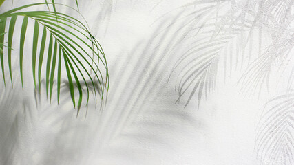 Wall Mural - green leaf of palm tree with shadow on white background