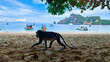 Monkey at the beach in Koh Phi Phi Thailand, Monkey beach Phi Phi