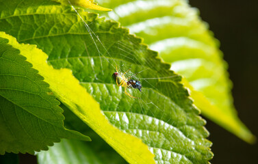 Wall Mural - The spider caught the prey in the web in nature.