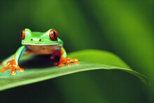 Bright Red Eyed Tree Frog On Green Leaf