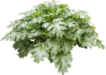 Poster - Isolated PNG cutout of a plant on a transparent background
