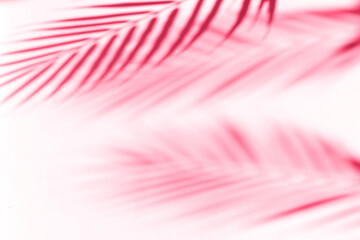Pink background tropic tree leaves shadows. Viva Magenta color of the year 2023