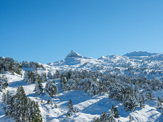 Pic d'Anie avec en premier plan des  sapins recouverts d'une épaisse couche de neige et des cristaux de glace reflètent le soleil. Pyrénées, depuis la vallée de Barétous, France