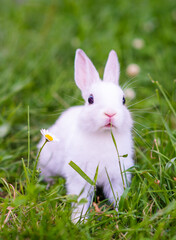 A small white rabbit sitting on green grass with a flower nearby. New year 2023 - year of the rabbit