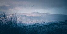 Eagle Flying Over The Mountains Of Swedish Lapland,