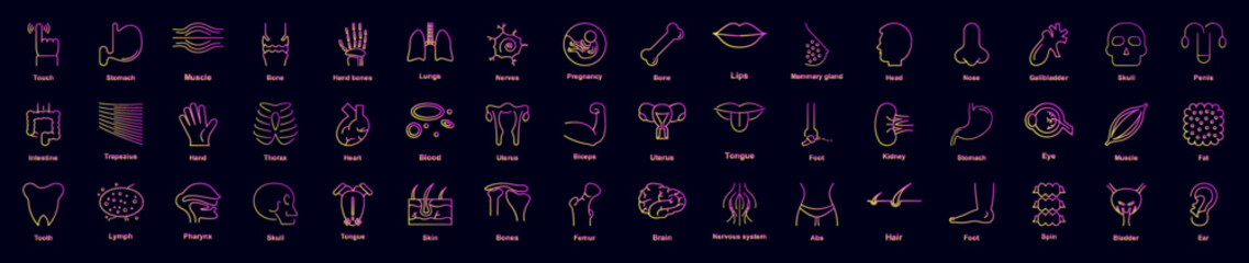Poster - Human organ nolan icons collection vector illustration design