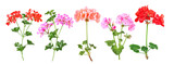 Fototapeta  - Selection of different geranium varieties, transparent background