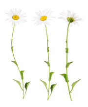 White Marguerites From Different Sides, Transparent Background