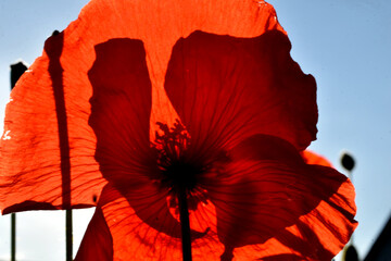 Wall Mural - Red poppy petals against the sky.