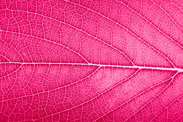 leaf detailed texture super close up macro In Color of the year 2023 vibrates with vim and vigor magenta