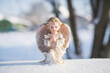 Little Christmas angel toy