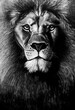 painted black and white portrait of a lion