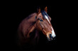 Fine art head portrait of a bay brown trotter horse gelding isolated on black background