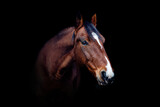 Fototapeta Konie - Fine art head portrait of a bay brown trotter horse gelding isolated on black background
