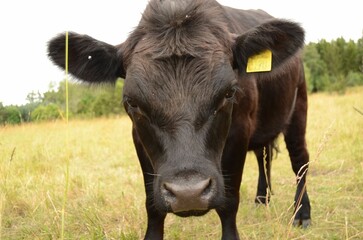 Poster - Black cow in a field in the morning