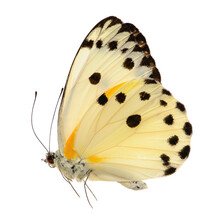 Butterfly Isolated On White Background. Belenois Calypso