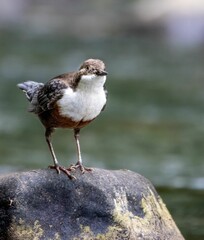 Canvas Print - Vertical shot of a cute white-throated dipper on a stone on a blurred background