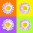 Beautiful single pink and white daisy Bellis flower head isolated on orange, purple, light green and yellow backgrounds closeup. Top view. Copy space