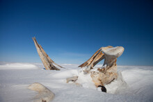 Jaw Bones Of A Bowhead Whale, Arctic National Wildlife Refuge