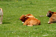 © Thomas - Vache de France au repos
