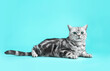 Kitten British shorthair silver tabby cat portrait.