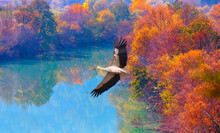 Stork Flying Over Colorful Autumn Trees - Colorful Majestic Goksu River In National Park With Autumn Forest - Mersin, Turkey