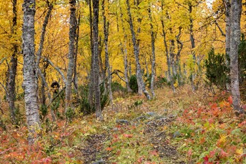 Sticker - Beautiful landscape of an autumn forest with colorful foliage