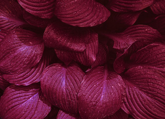 Wall Mural - Demonstrating color 2023 Viva Magenta. Purple red colored leaves with rain drops. Natural textured foliage. Dark toned flowers. Backplate for organic products presentation. Nature, environment