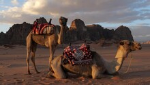 Two Dromedary Camels In Wadi Rum Valley, Jordan
