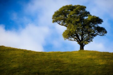 Wall Mural - Field with a lush lone tree against the blue sky, a scenic landscape on a summer day