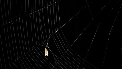 Butterfly caught into spider web at night