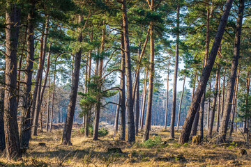 Beautiful forest in national park Hoge Veluwe, the Netherlands