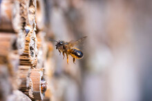 Honey Bee Apis Mellifera Insect Hotel