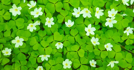 Poster - Clover natural background, blooming shamrock field