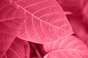 Bright magenta painted  leaves background. Fresh natural tropical plant texture macro. Nature pattern. Selective focus. Summer season wallpaper. Color of the year 2023. Horizontal photo.