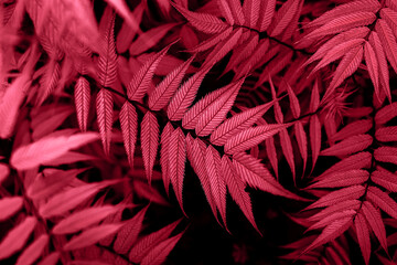 Trendy color 2023 viva magenta red toned plant leaves lush foliage natural  background.
