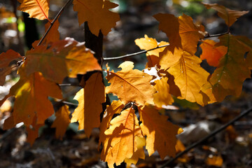 Wall Mural - Group of yellow autumn leaves