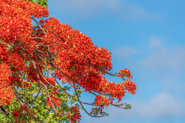 Wall Mural - Delonix regia against sky