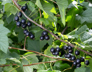 Canvas Print - Branch of black currant.