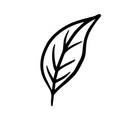 Poster - Leaf hand drawn illustration