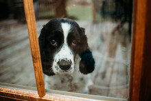Single Black And White English Springer Spaniel Looking In Window.