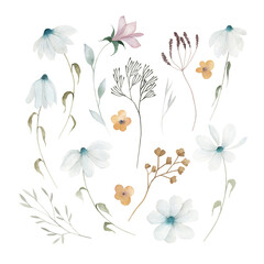 Watercolor meadow flowers set of chamomile. Hand painted floral illustration isolated on white background. For design, print, fabric or background.